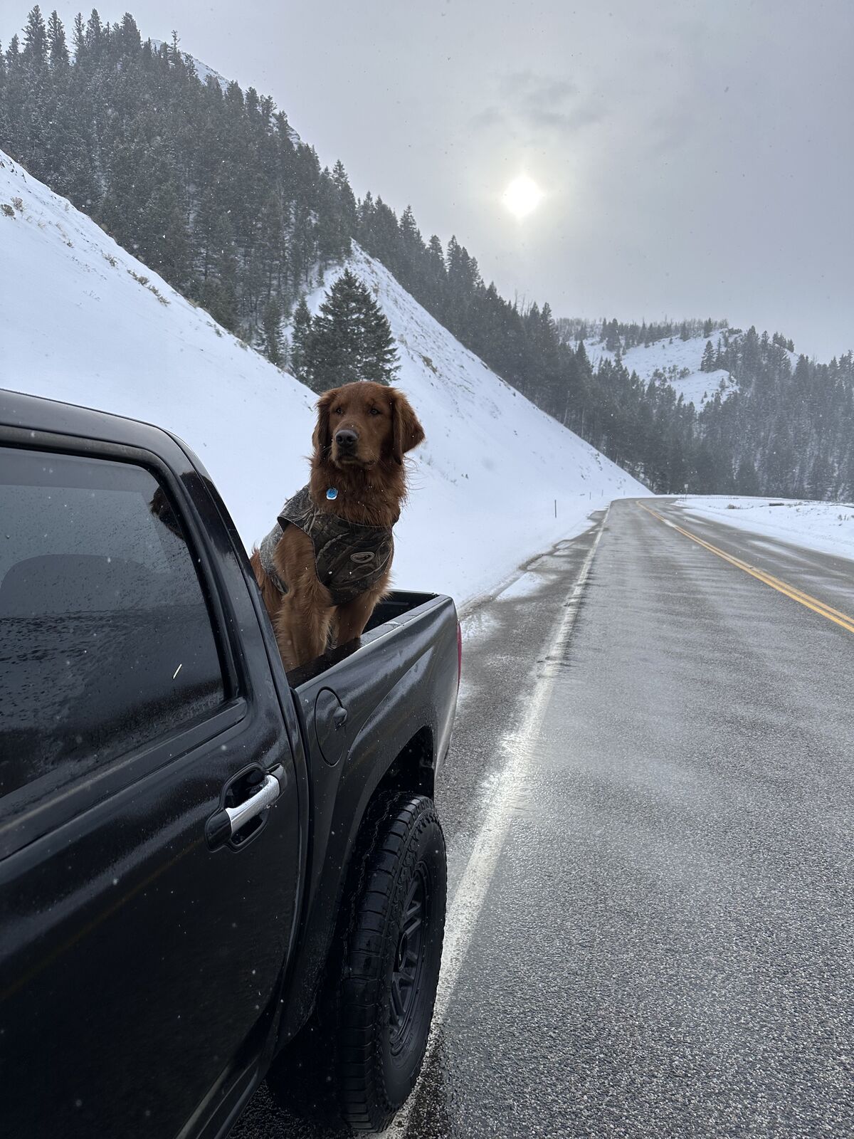 Golden Retriever Stud