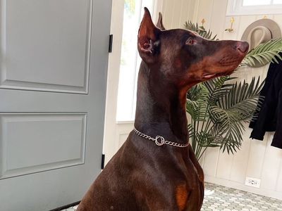 Doberman Stud Services