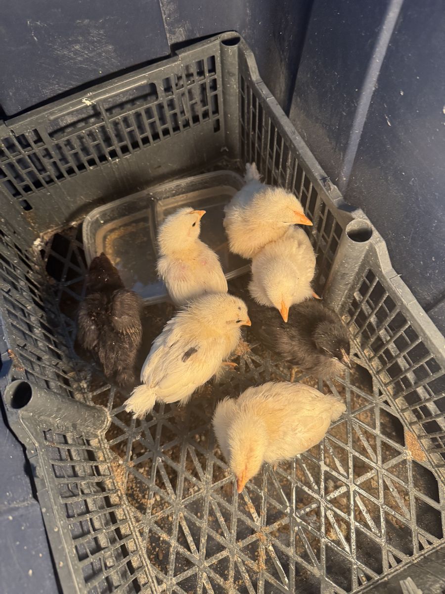 Live Baby Chicks - Mixed Yellow and Black Baby Chickens (Set of 7)