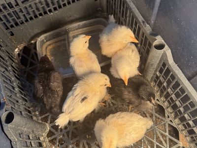 Live Baby Chicks - Mixed Yellow and Black Baby Chickens (Set of 7)
