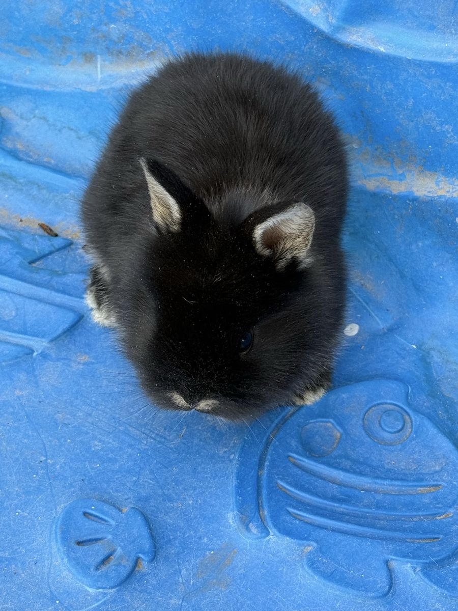 2  Beatuful LionHead bunnies 30 each