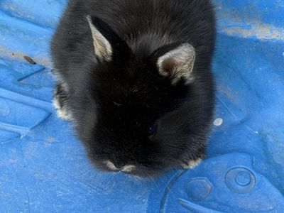 2 Beatuful LionHead bunnies 30 each