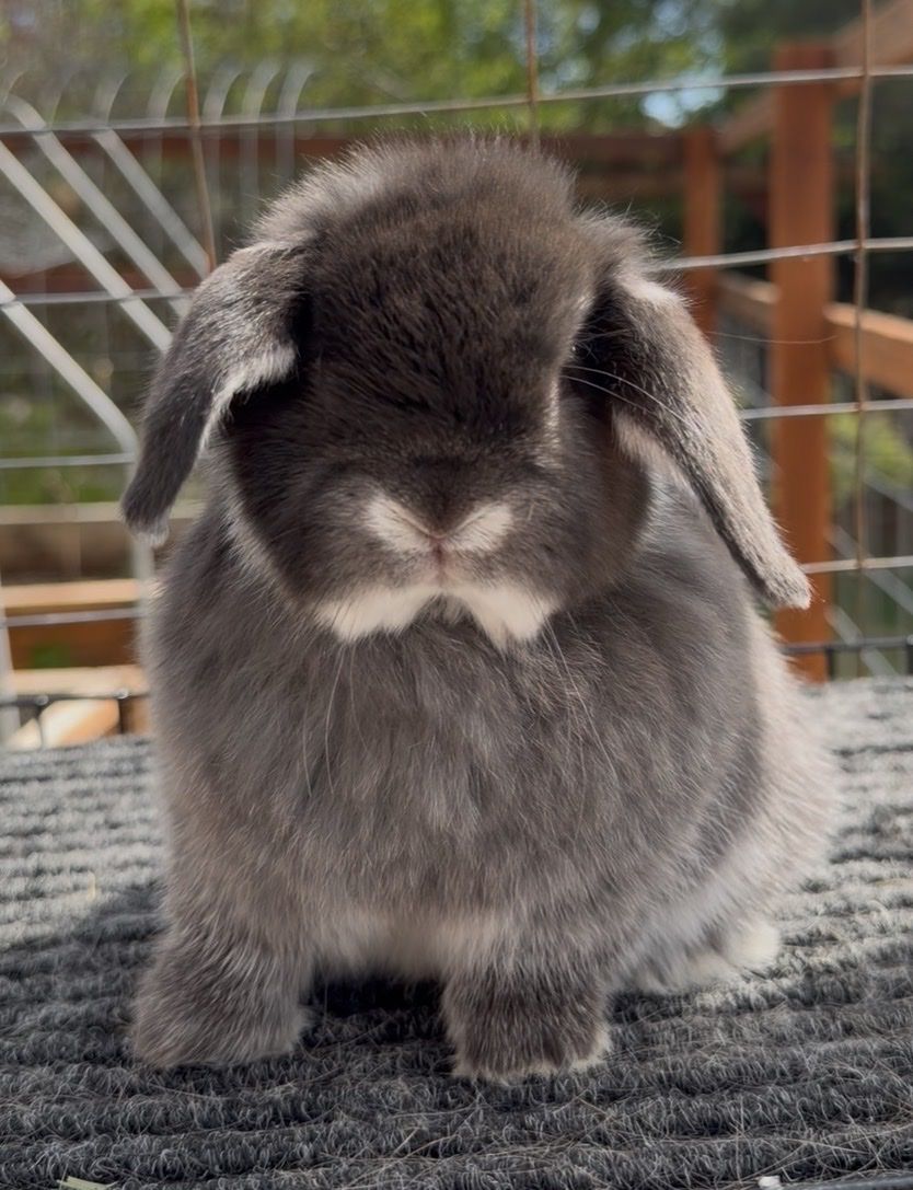Holland Lop Buck