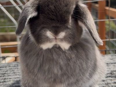 Holland Lop Buck