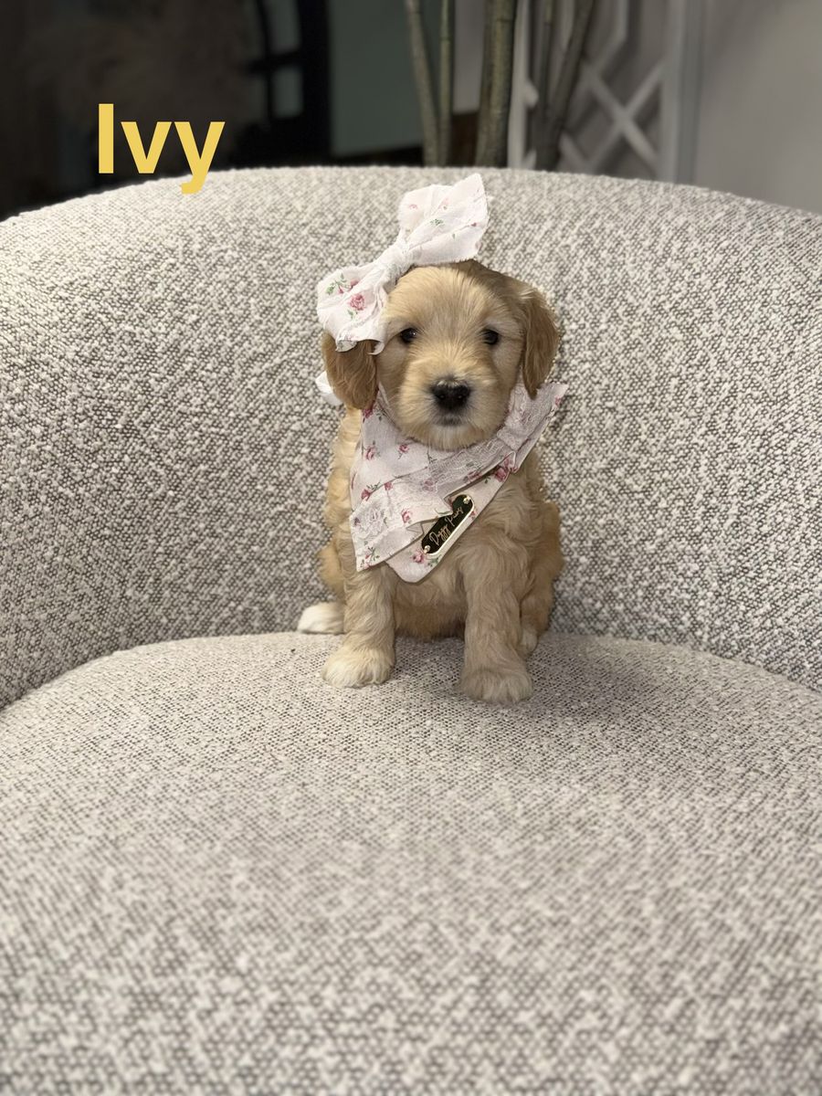 Mini Goldendoodle Puppy- Ready Now