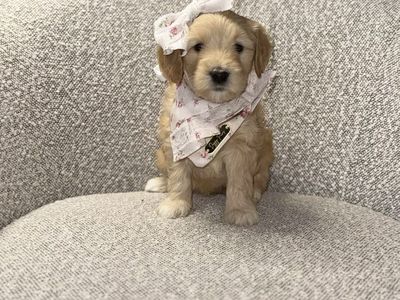 Mini Goldendoodle Puppy- Ready Now