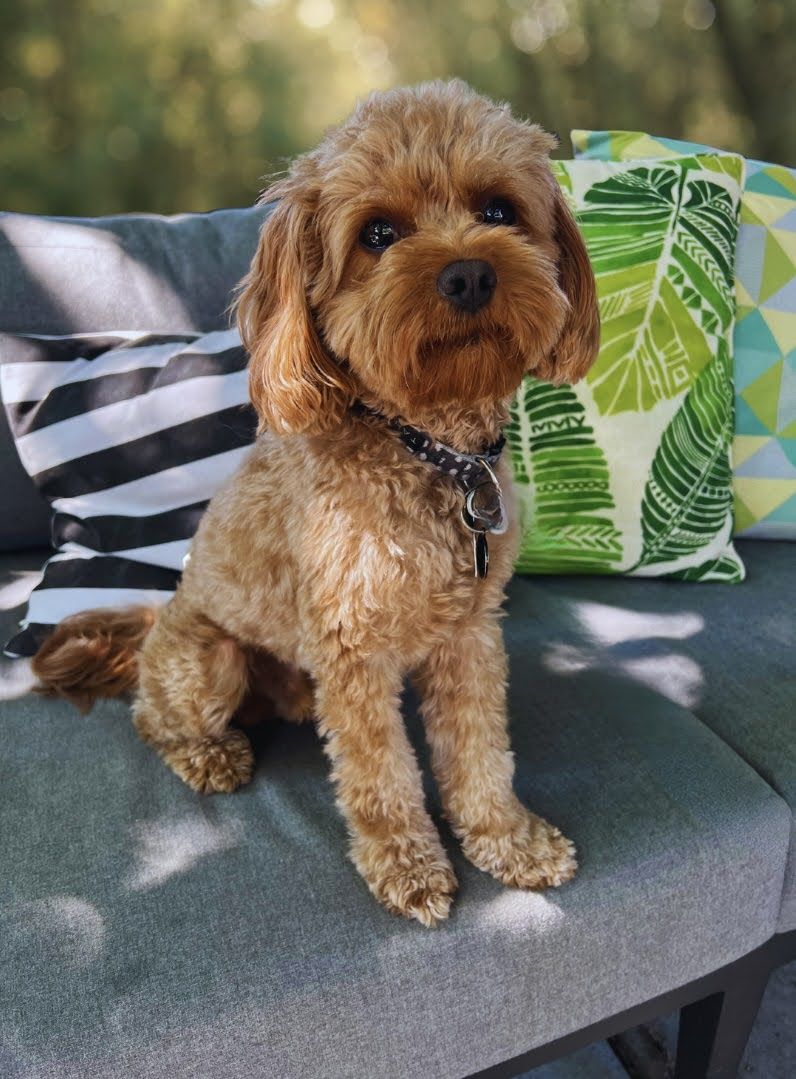Tiny F1 Cavapoo Stud 9 lbs Intense Red- Fozzie
