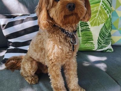 Tiny F1 Cavapoo Stud 9 lbs Intense Red- Fozzie
