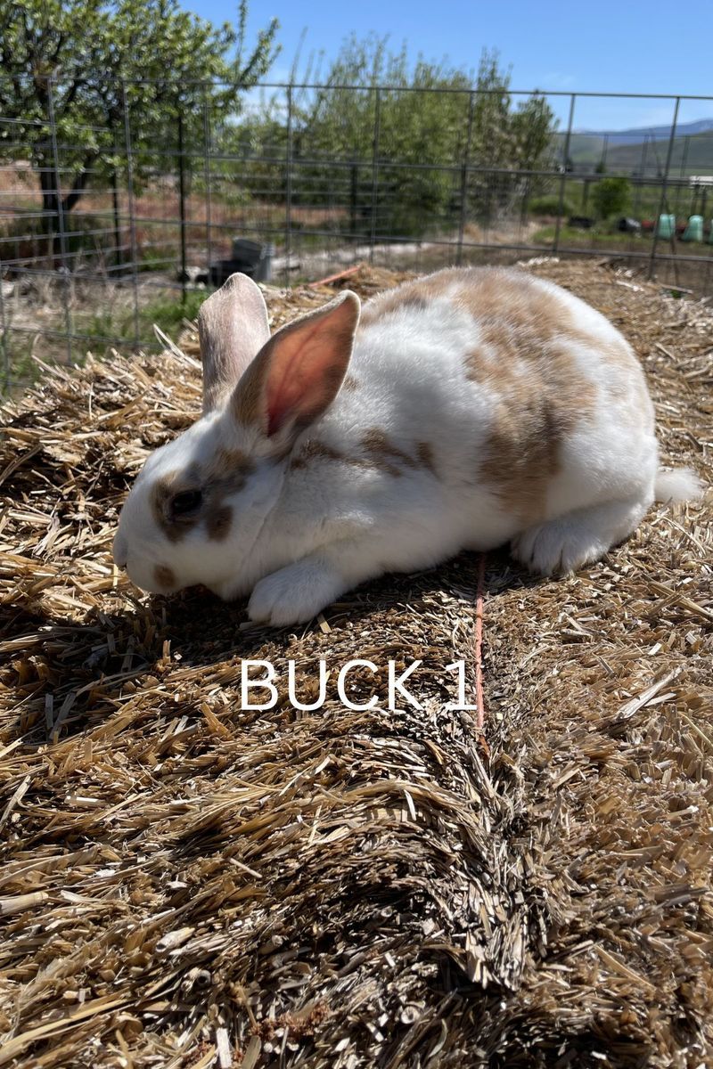 Pedigreed Standard Rex Rabbits