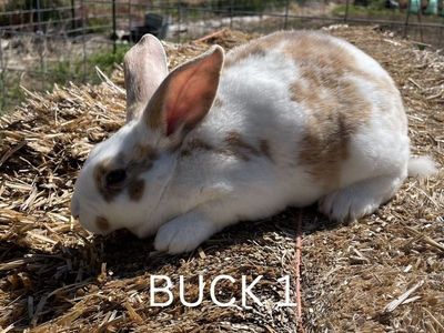 Pedigreed Standard Rex Rabbits