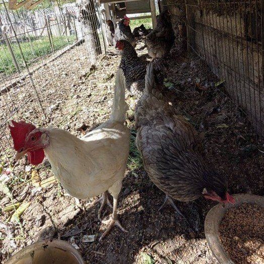 Young laying hens
