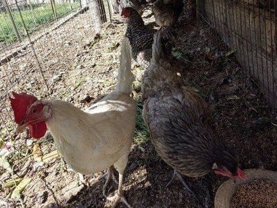 Young laying hens