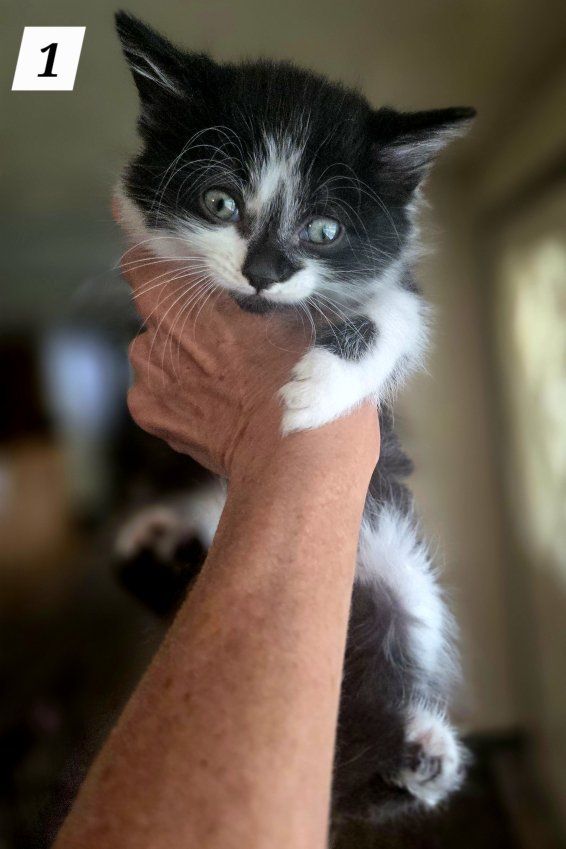 Adorable Kittens Looking for a Loving Home - Various Colors & Patterns, Young & Playful