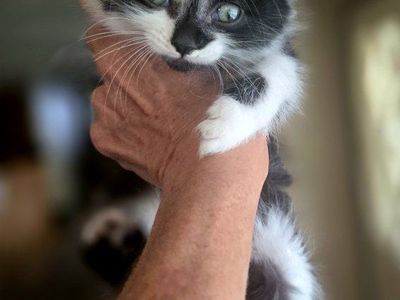 Adorable Kittens Looking for a Loving Home - Various Colors & Patterns, Young & Playful