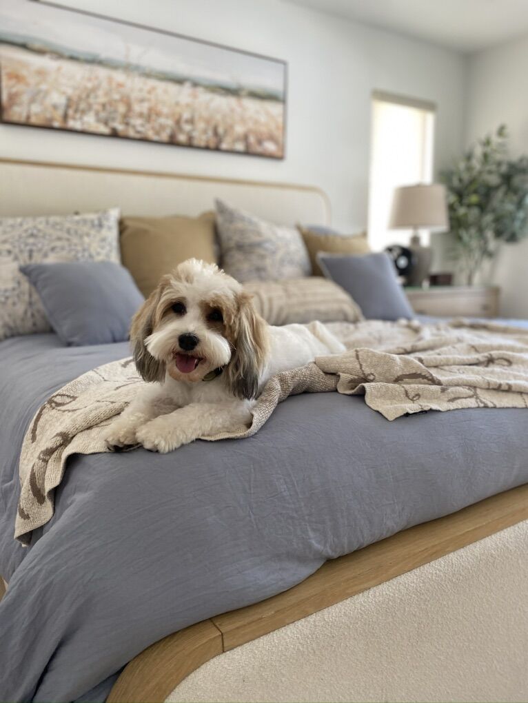 Havanese Girl 3 Years Old