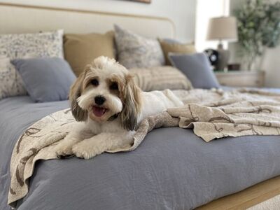 Havanese Girl 3 Years Old