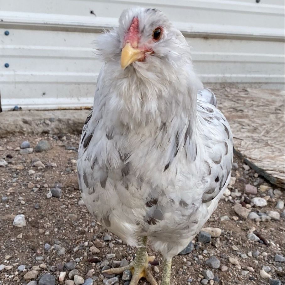 Flock of Flour - Laying Easter Egger Hens