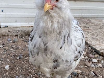 Flock of Flour - Laying Easter Egger Hens