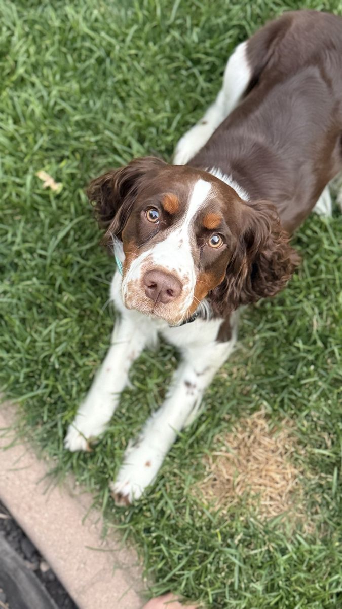 English springer spaniel 