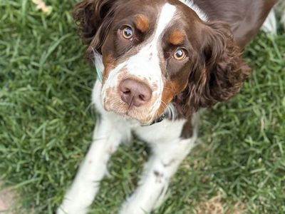 English springer spaniel
