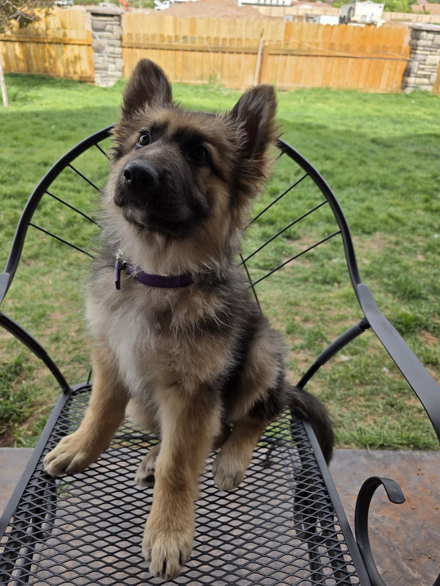 AKC German Shepherd Sables Long Coat