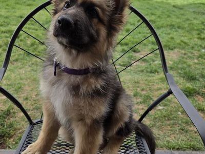AKC German Shepherd Sables Long Coat
