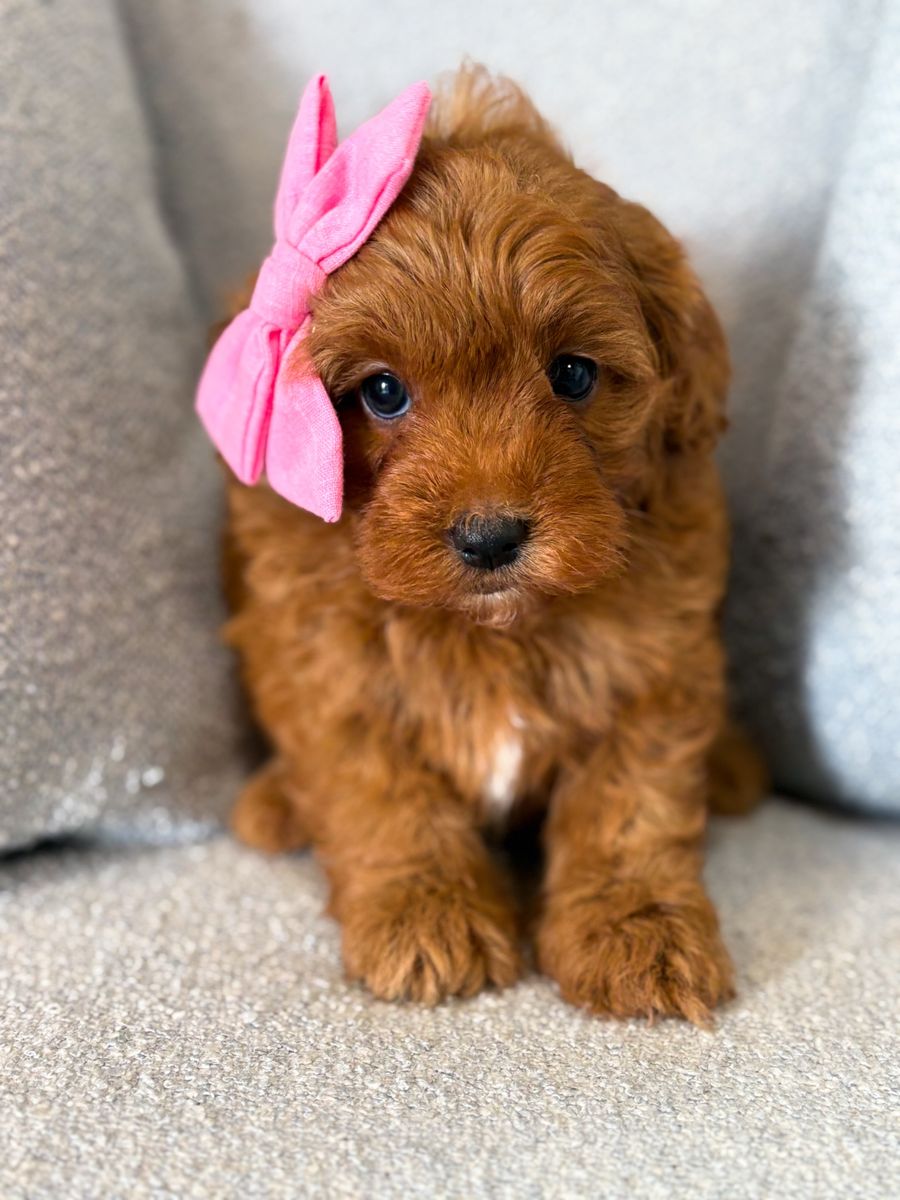 Toy muligen goldendoodles- Therapy + family