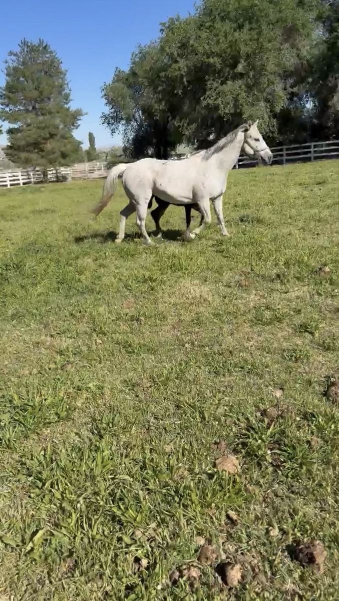 Beautiful friendly white mare 10yr Old