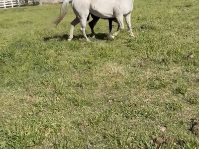 Beautiful friendly white mare 10yr Old