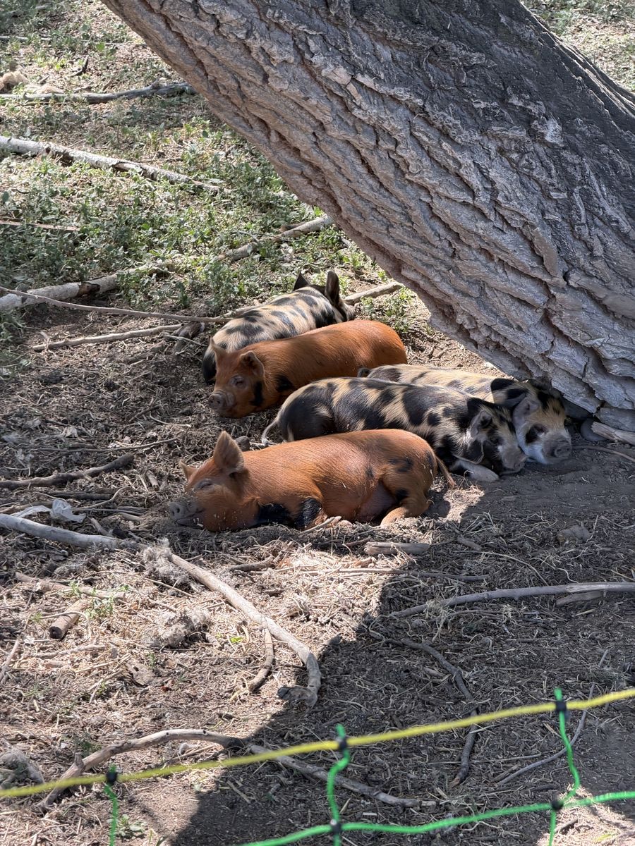 Fire Sale – Idaho Pasture Pig (IPP) Piglets – $150 Each