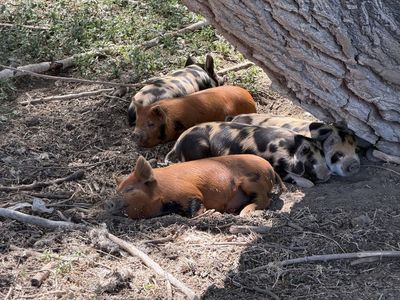 Fire Sale – Idaho Pasture Pig (IPP) Piglets – $150 Each