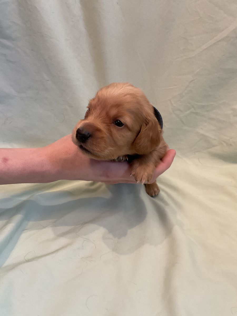 AKC LONG HAIR male Dach