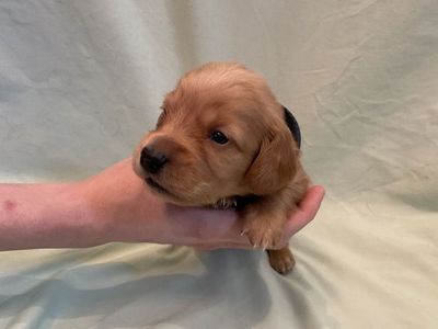 AKC LONG HAIR male Dach
