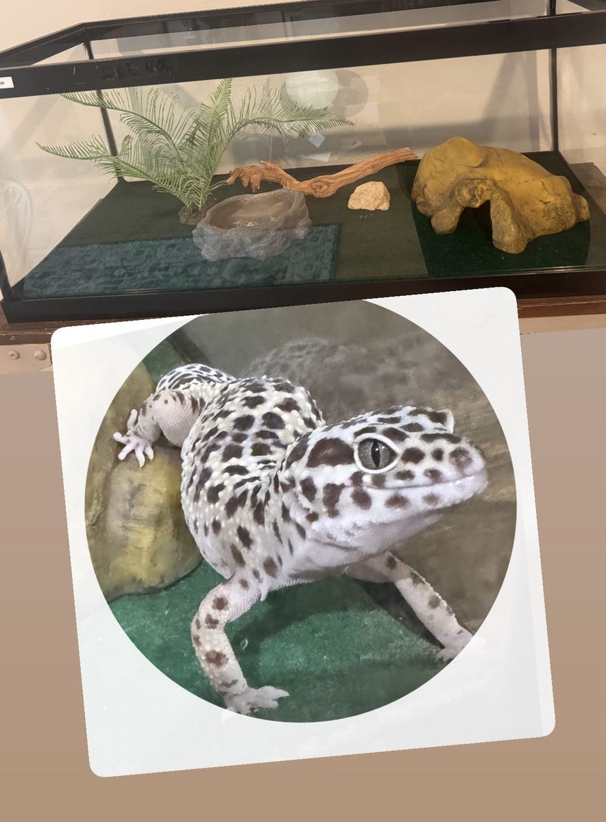 Leopard Gecko- cage & everything included