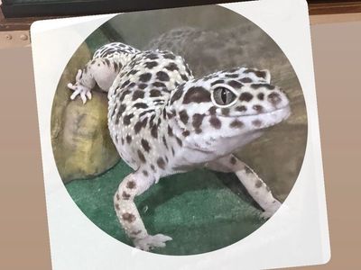 Leopard Gecko- cage & everything included