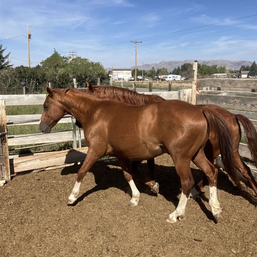 Geldings
