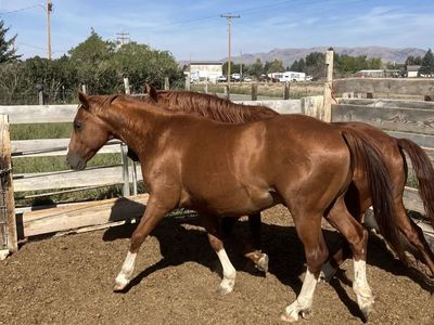 Geldings
