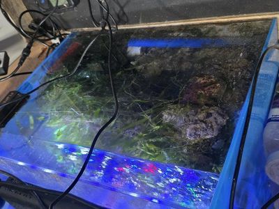 refugium salt water