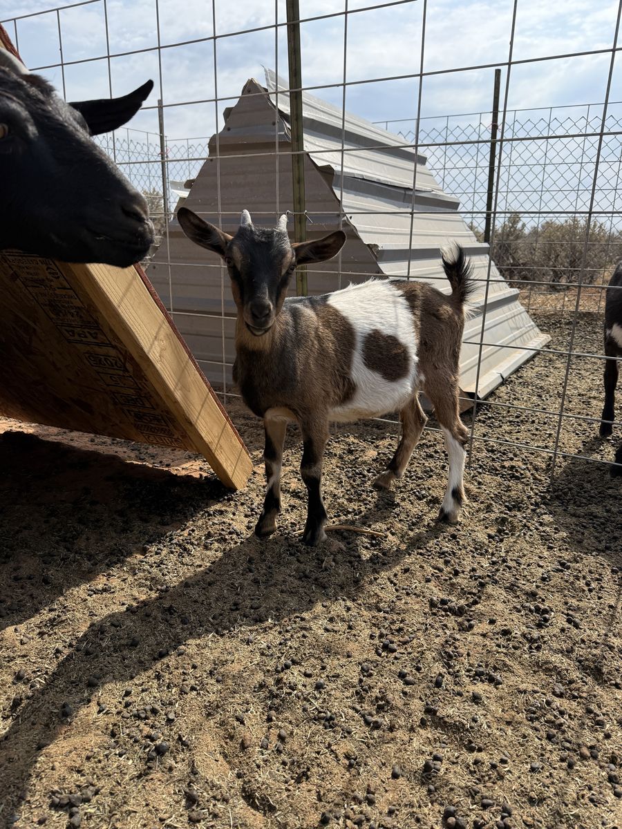 Pack goat doelings