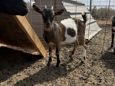 Pack goat doelings