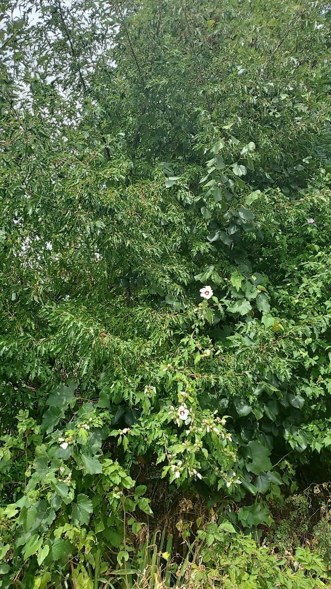 Choke Cherry bushes in pots