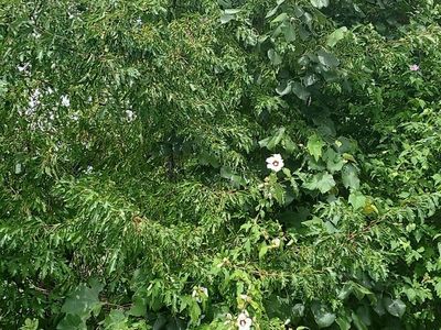 Choke Cherry bushes in pots