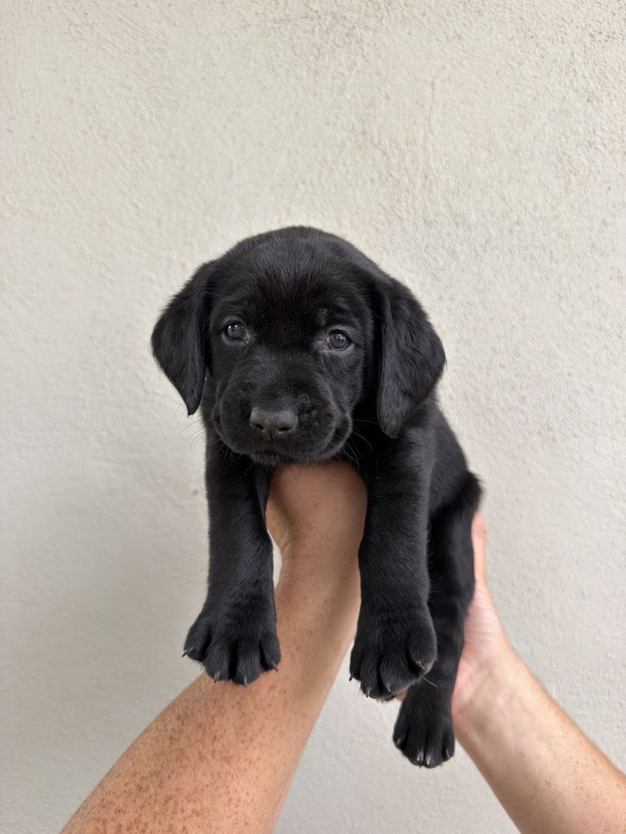 Black Labrador + Bluetick Hound Puppies - Adorable and Ready for a Loving Home on August 14!