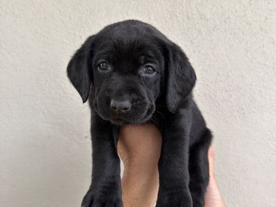 Black Labrador + Bluetick Hound Puppies - Adorable and Ready for a Loving Home on August 14!