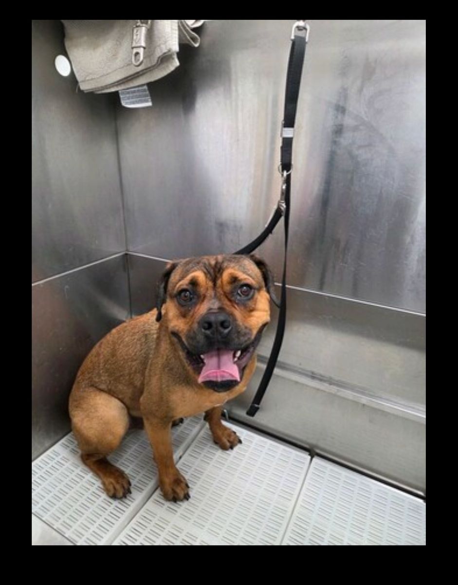 French bull dog/Rottwieler 