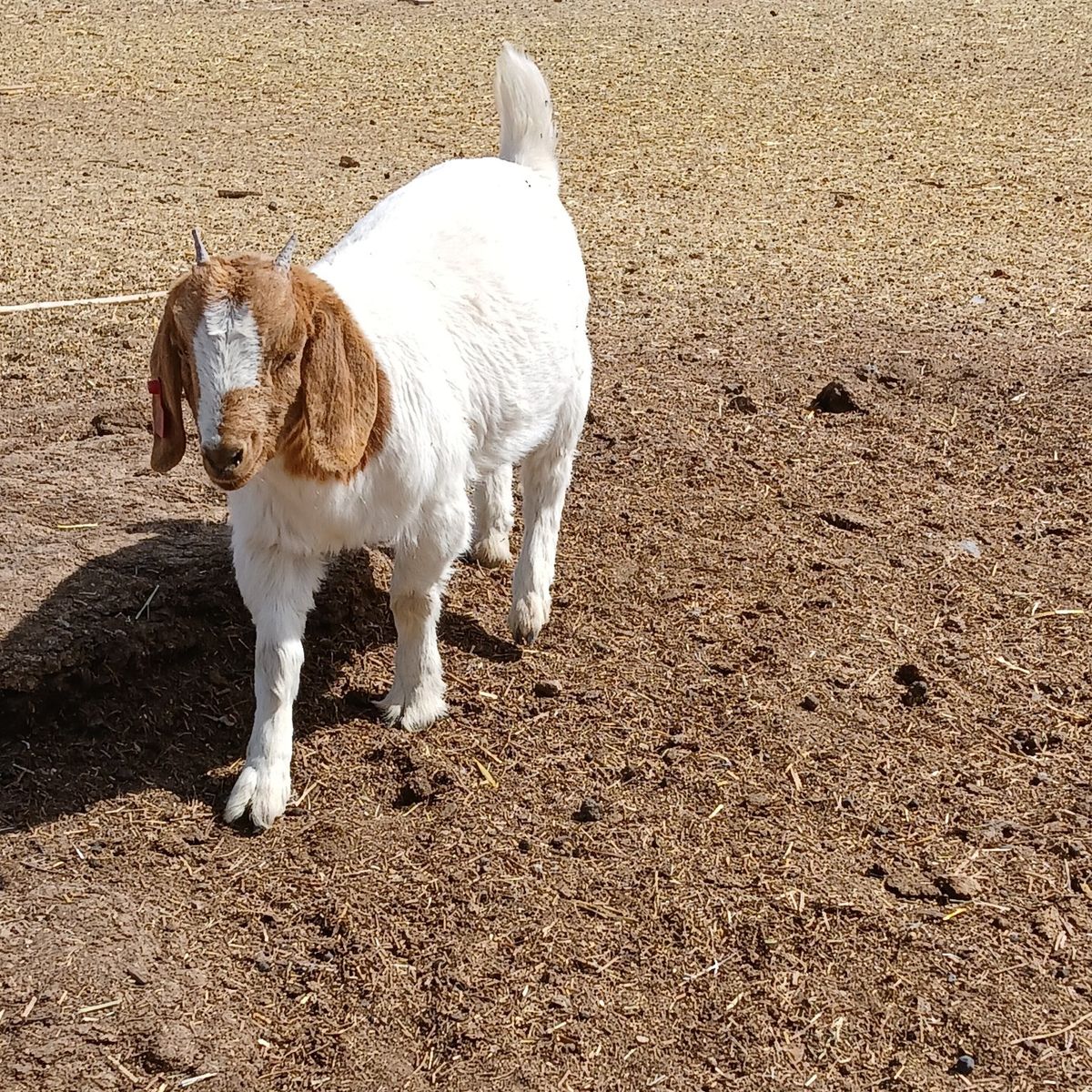 boer goat doeling
