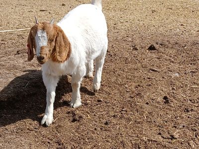 boer goat doeling
