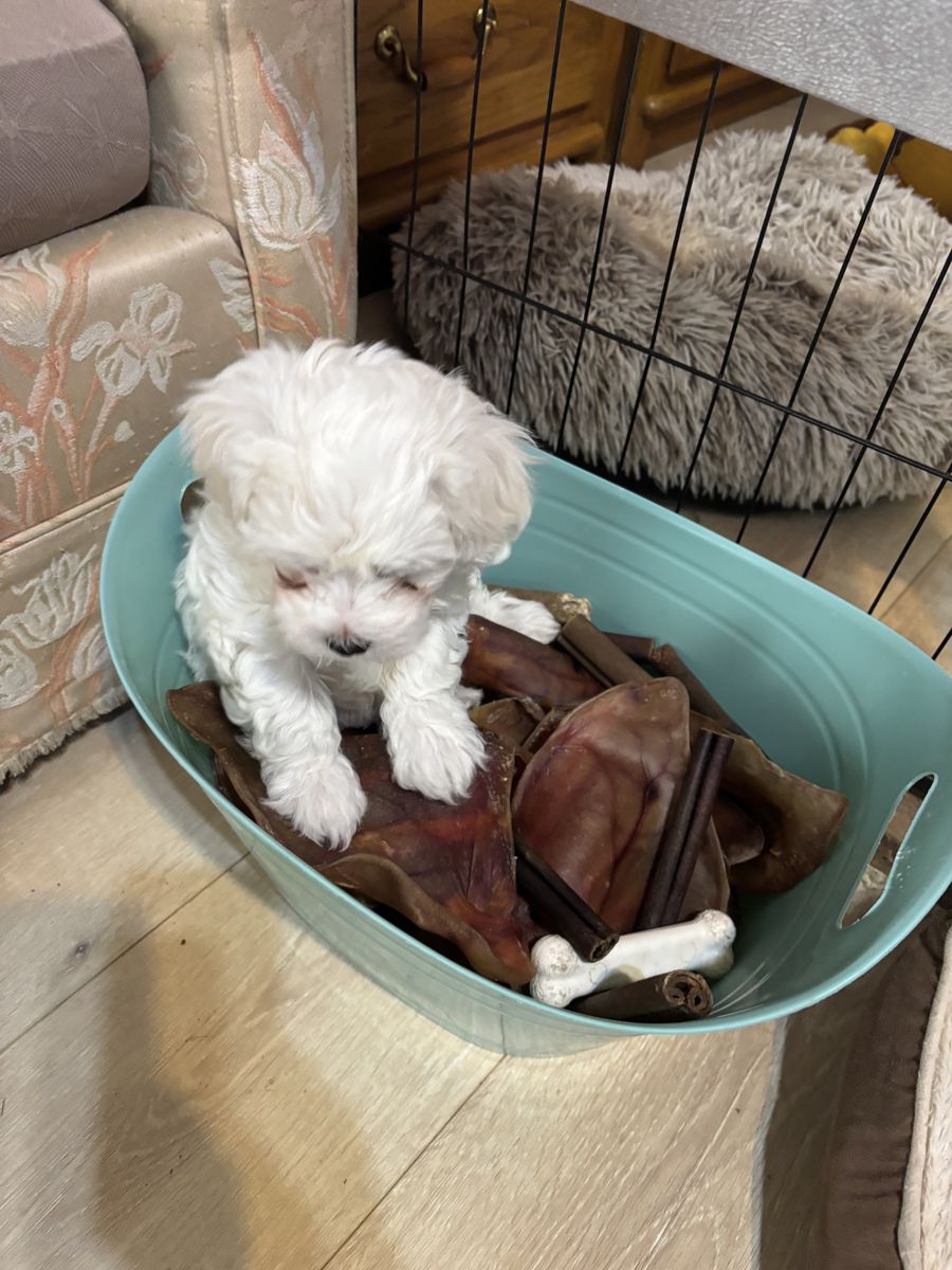 Male Caton De Tulear Puppies