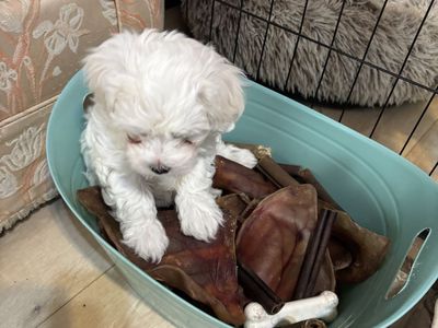 Male Caton De Tulear Puppies