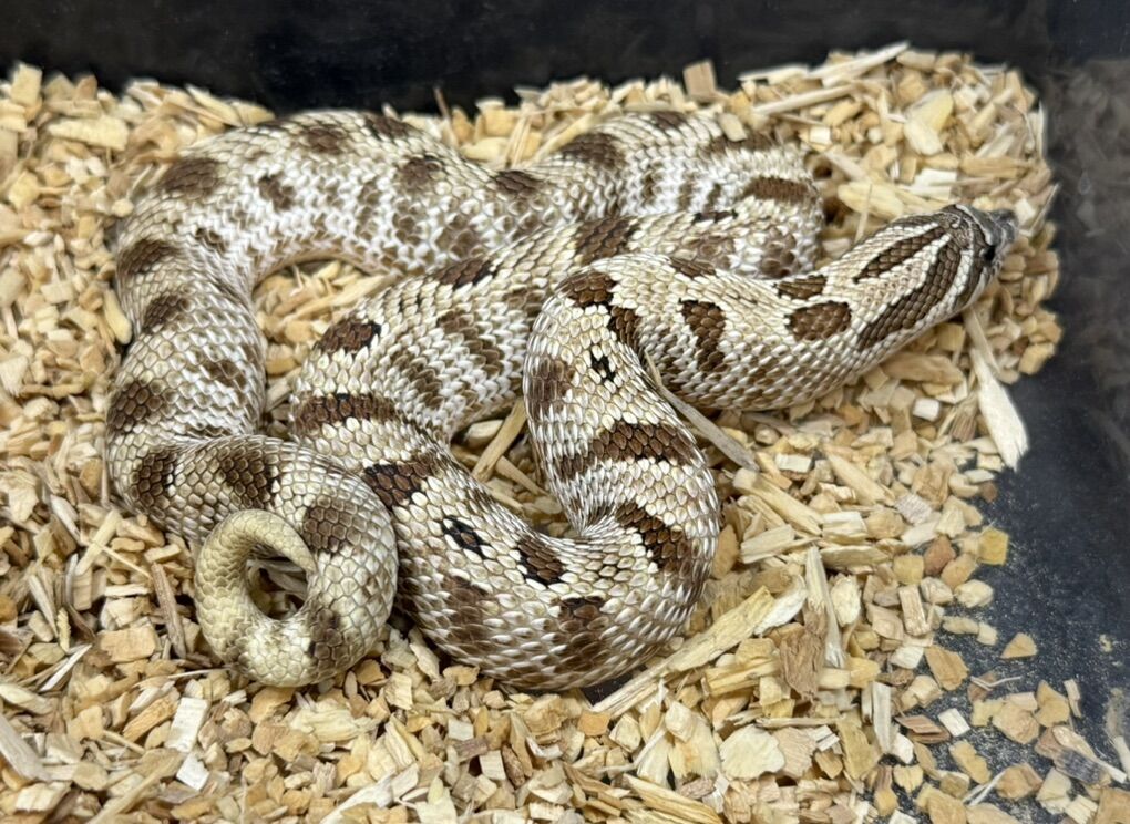 Arctic conda Hognose Female